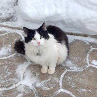 Зима :: Венера Чуйкова