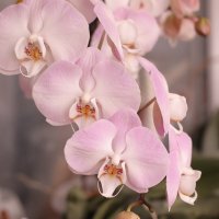 Моя коллекция орхидей :: Irene Irene Моя коллекция орхидей :: Irene Irene