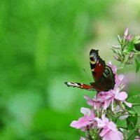 Полёт в зелёный океан :: Виктор Полёт в зелёный океан :: Виктор