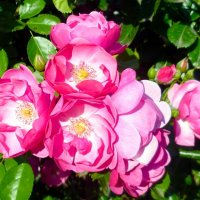 Шиповник :: Наталья 