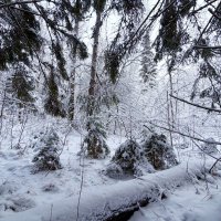 Молодняк. :: Любовь 