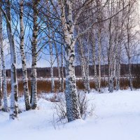 Берёзовая рощица на берегу озера. :: Милешкин Владимир Алексеевич 