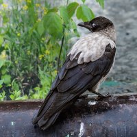 Ворона :: SanSan 