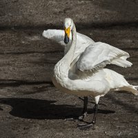 Лебедь :: SanSan 