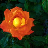 Оранжевая   Флорибунда :: Валентин Семчишин