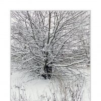 чёрно-белая зима :: Лера 