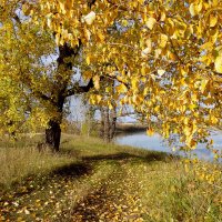 Осень золотая. :: nadyasilyuk Вознюк Осень золотая. :: nadyasilyuk Вознюк