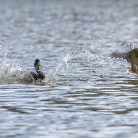 на посадку. :: юрий макаров