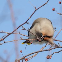 Свиристель :: Виктор Иванович Чернюк Свиристель :: Виктор Иванович Чернюк