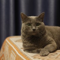 Кот :: Вячеслав Крысанов