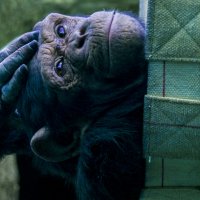 Шимпанзе - Я спать хочу :: Владимир Максимов