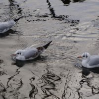 Чайки в городском парке :: Рита Симонова Чайки в городском парке :: Рита Симонова