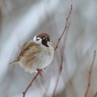 Где же ты, солнышко? :: Татьяна Бравая