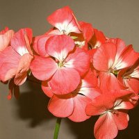 Герань цветет :: Наталья Куликова