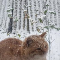 Визит соседа :) :: Наталья 