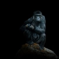 Портрет молодого гориллы. Крефельдский зоопарк :: Игорь Геттингер (Igor Hettinger)