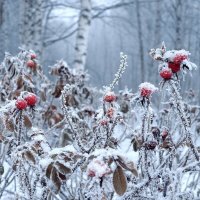 Красное на белом :: Михаил Свиденцов