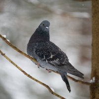 Сизый голубь. :: Виктор Евстратов Сизый голубь. :: Виктор Евстратов