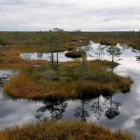 Из Серии __В заповедных Лесах __ A keepsake photo ((.... фото на память )) :: Игорь Пляскин