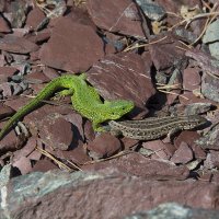 Быть вместе :: Валерий Медведев