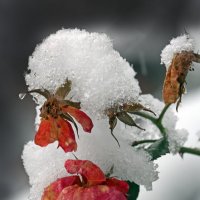 26 декабря в зоопарке :: Михаил Бибичков