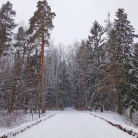 В лес! :: Лия ☼