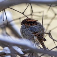 Пушистый комочек. :: Анатолий. Chesnavik.