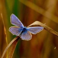 опять про бабочек...255 :: Александр Прокудин