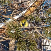 Про птиц... :: Aquarius - Сергей Про птиц... :: Aquarius - Сергей