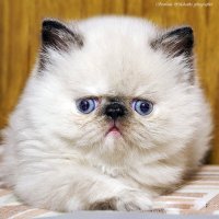 Портрет :: Светлана Ищенко