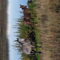 На водопое :: Марина 