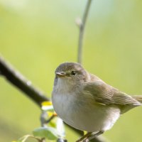 Пеночка. Весеннее настроение. :: Владимир Лазарев