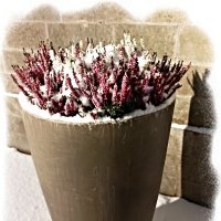 Неувядающий вереск :: Veera V