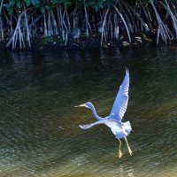 Белый танец :: Yury 