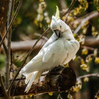 Какаду :: SanSan 