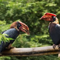 Огненный гамрай :: SanSan 