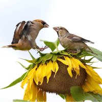 Бои местного значения :: Михаил Белоусов