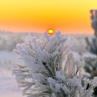 Иней. :: Владимир Мигонькин Иней. :: Владимир Мигонькин