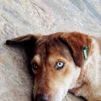Взгляд пса :: Георгиевич 