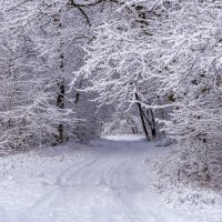 Зимний лес :: Игорь Сикорский
