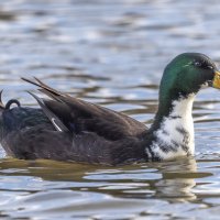 декоративная утка :: юрий макаров