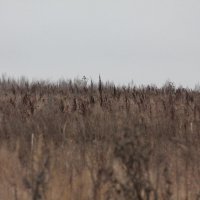 Поле :: Вячеслав Крысанов Поле :: Вячеслав Крысанов