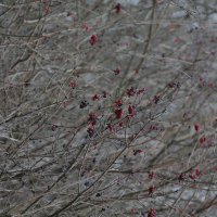 Калина :: Вячеслав Крысанов