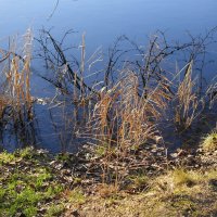 Декабрьские этюды :: Рита Симонова