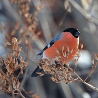 *** :: владимир 