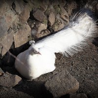 беленький :: Олег Лукьянов