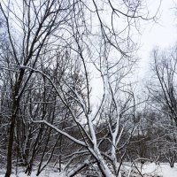 Сетунь :: Игорь Шевченко