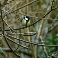 синица. :: Lucy Schneider 