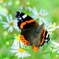 опять про бабочек...258  С Новым Годом! :: Александр Прокудин