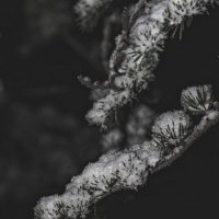 Снег на Ели :: Giant Tao /